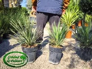 Yucca Filifera Australis 7L