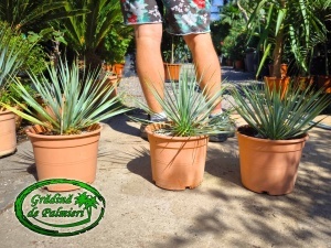 Yucca Rostrata 35-40cm inaltime totala