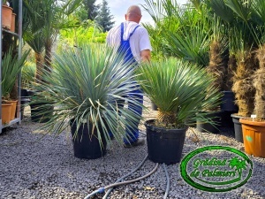 Yucca Rostrata Tarrina DUBLU EXTRA