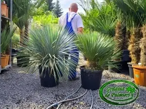 Yucca Rostrata Tarrina DUBLU EXTRA