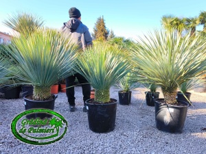 Yucca Rostrata trunchi 20cm