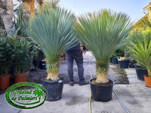 Yucca Rostrata trunchi 45-50cm