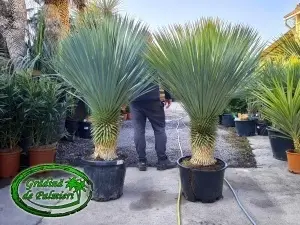 Yucca Rostrata trunchi 45-50cm