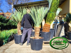 Yucca Schotti trunchi 60cm