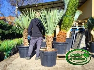 Yucca Schotti trunchi 60cm