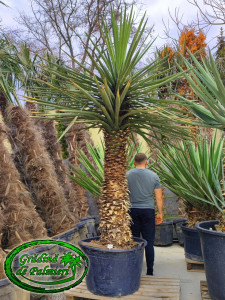 Yucca Torreyi GIGANT