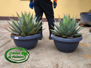Agave Parryi Parryi 70cm Ø