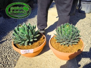 Agave Victoria Reginae 30cm Ø