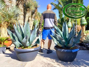 Agave Weberi Gigant EXTRA