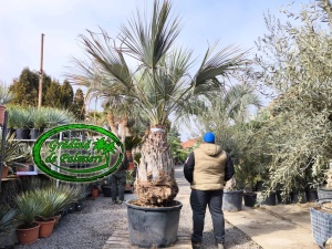 Brahea Armata trunchi 125cm