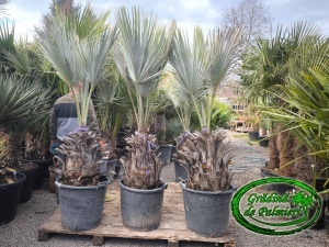 Brahea Armata trunchi 60-70cm