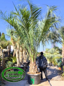 Butia Odorata Silver trunchi 60-70cm