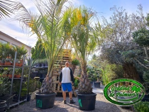 Butia Odorata Silver trunchi 70-80cm