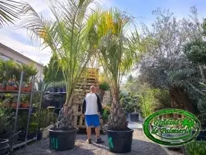 Butia Odorata Silver trunchi 70-80cm