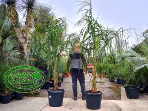 Butiagrus 200-250cm înălțime totală (Butia x Syagrus)