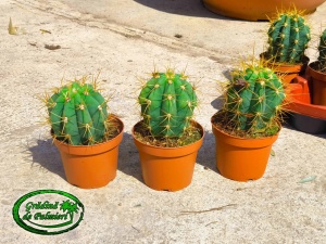 Cactus Trichocereus Pasacana 20cm