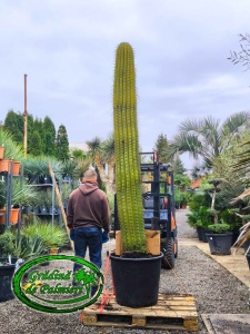 Cactus Trichocereus Pasacana 250-260cm inaltimea plantei