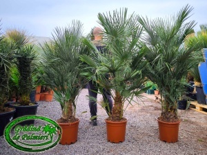 Chamaerops Humilis 150-180cm inaltimea totala