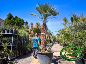 Chamaerops Humilis Cerifera Gigant var.5