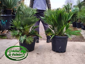 Chamaerops Humilis Vulcano 30L 90-100cm totala