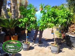 Citrus Sinensis Portocal 15L
