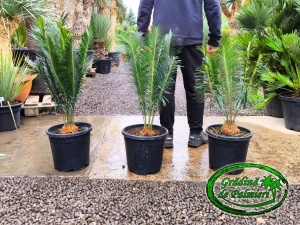 Cycas Panzhihuaensis 90-100 cm înălțime totală