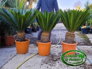 Cycas Revoluta trunchi 20-30cm