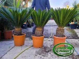 Cycas Revoluta trunchi 20-30cm