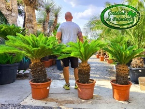 Cycas Revoluta trunchi 40-50cm