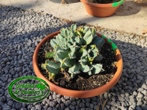 Euphorbia Resinifera 30cm Ø cactus