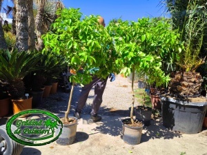 Grapefruit Citrus Paradisi /fruct/ 15L