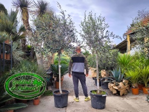 Măslin - Olea Europaea Koroneiki