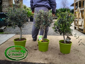 Măslin - Olea Europaea Mini Copa 80-100cm inaltimea totala