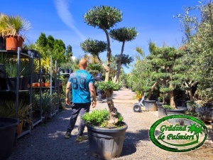Măslin - Olea Europaea POM-POM var. 10