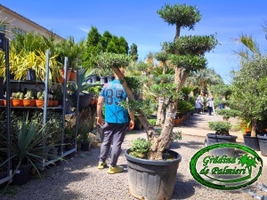 Măslin - Olea Europaea POM-POM var. 11