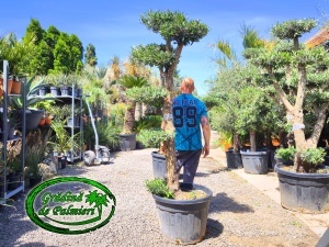 Măslin - Olea Europaea POM-POM var. 7
