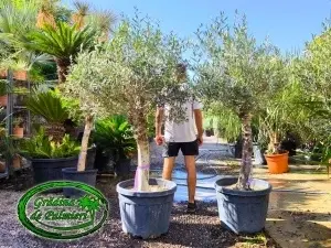Măslin - Olea Europaea TRONCO JOVEN