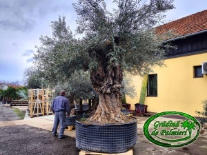 Măslin - Olea Europaea var. 10