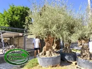 Măslin - Olea Europaea var. 9