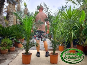 Phoenix Canariensis 150-170cm