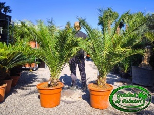 Phoenix Canariensis trunchi 10-20cm