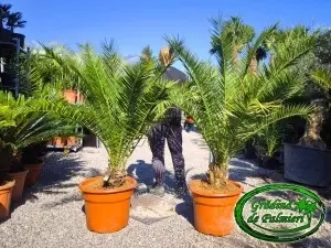 Phoenix Canariensis trunchi 10-20cm