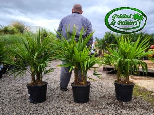 Trachycarpus fortunei grup 90-110cm totala