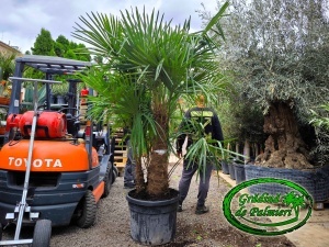 Trachycarpus fortunei grup110L