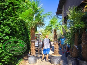 Trachycarpus fortunei trunchi 160-180cm
