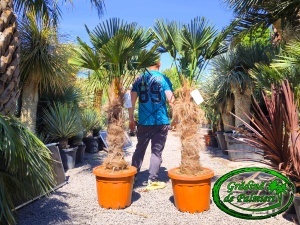 Trachycarpus Wagnerianus trunchi 90-100cm