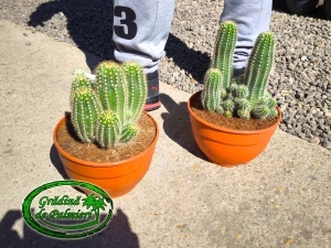 Trichocereus huascha 20 cm Ø