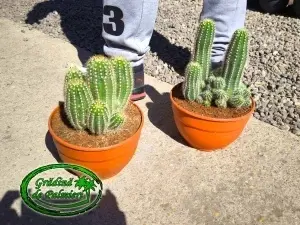 Trichocereus huascha 20 cm Ø