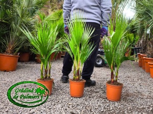 Washingtonia Robusta grup 80-90cm înălțimea totală