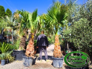 Washingtonia Robusta trunchi 100-110cm